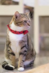 Handmade Cat Collars'