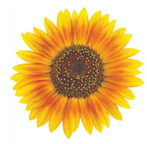 Maine-Tucker Recruitment Ltd'