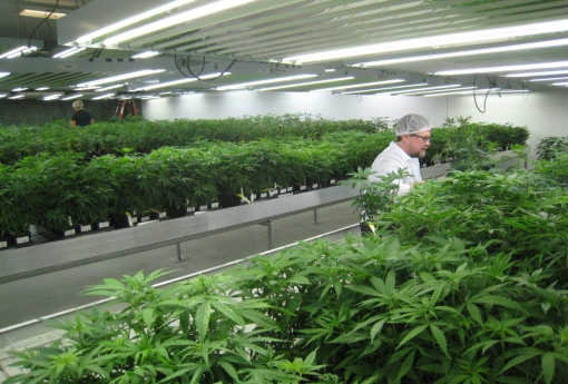 CBD Investment'