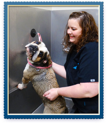 Emergency Vet In Charlottesville VA'