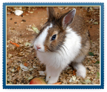 Cat Boarding In Charlottesville, VA'
