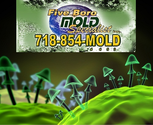 NYC mold Inspections - Five Boro Mold'