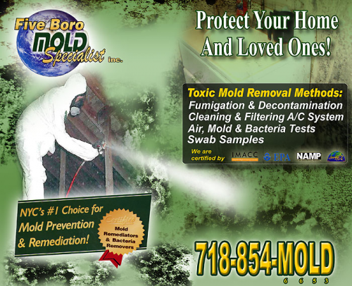 NYC Mold Removal Companies'