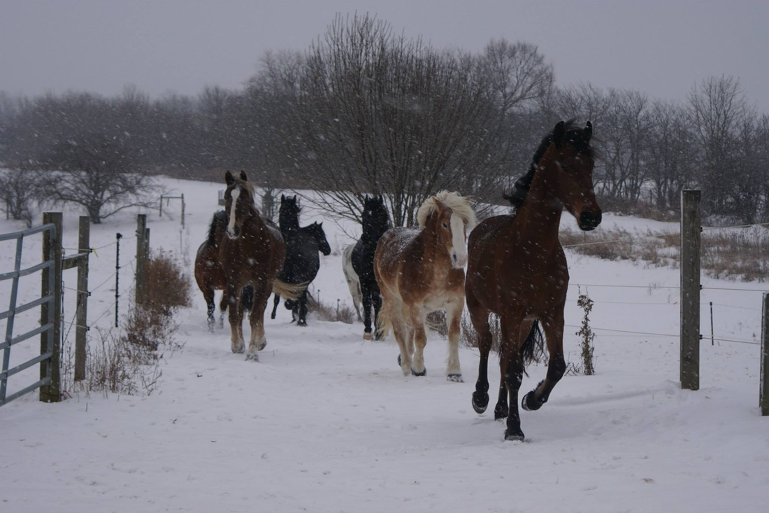 Horseback Riding Lessons Medina Ohio'