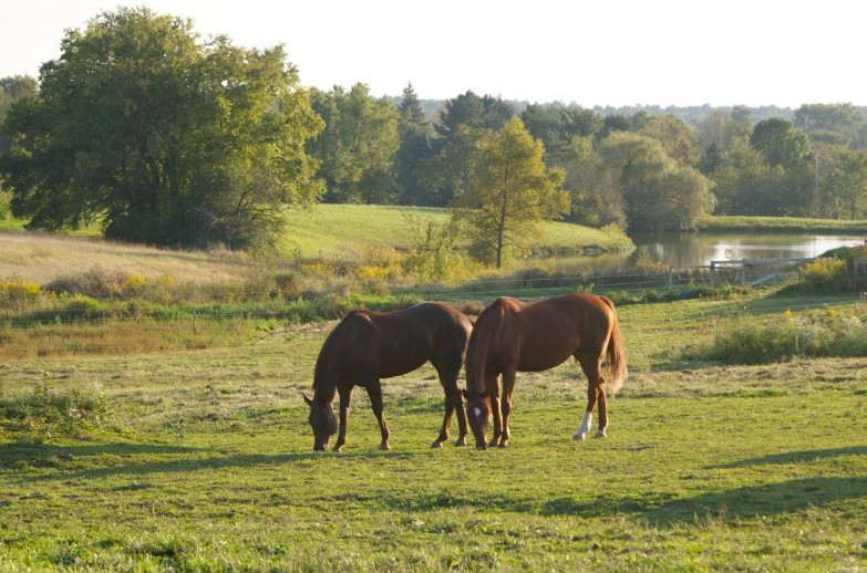 Horse Stables In Medina Ohio'