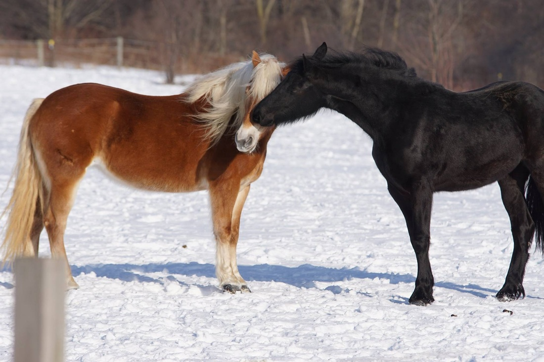 Horse Boarding Ohio'