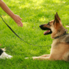 Dog Training Service'