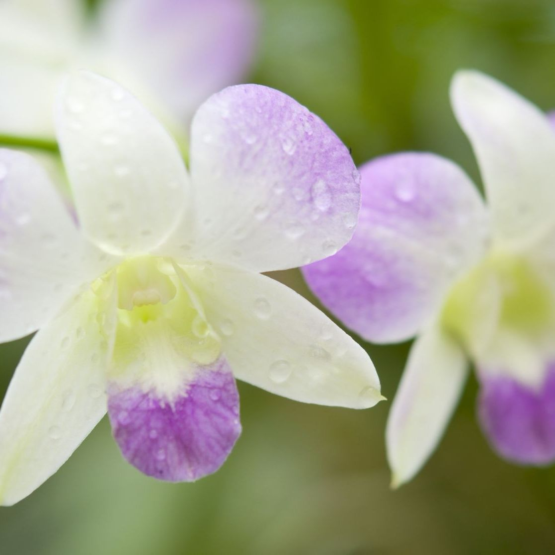 Company Logo For Stoneblossom Floral Gallery'