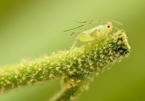 Green Spirit Hydroponics'