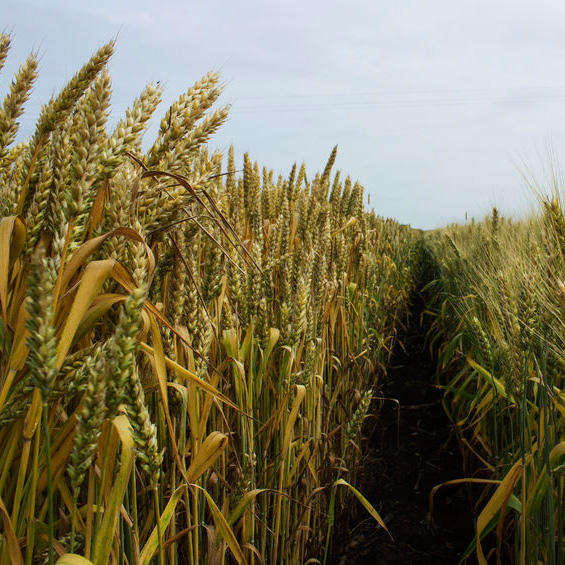 AgriculturalSupplyCompanies2'