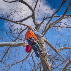 tree services brisbane southside'