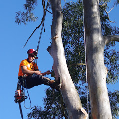 southside tree lopping'