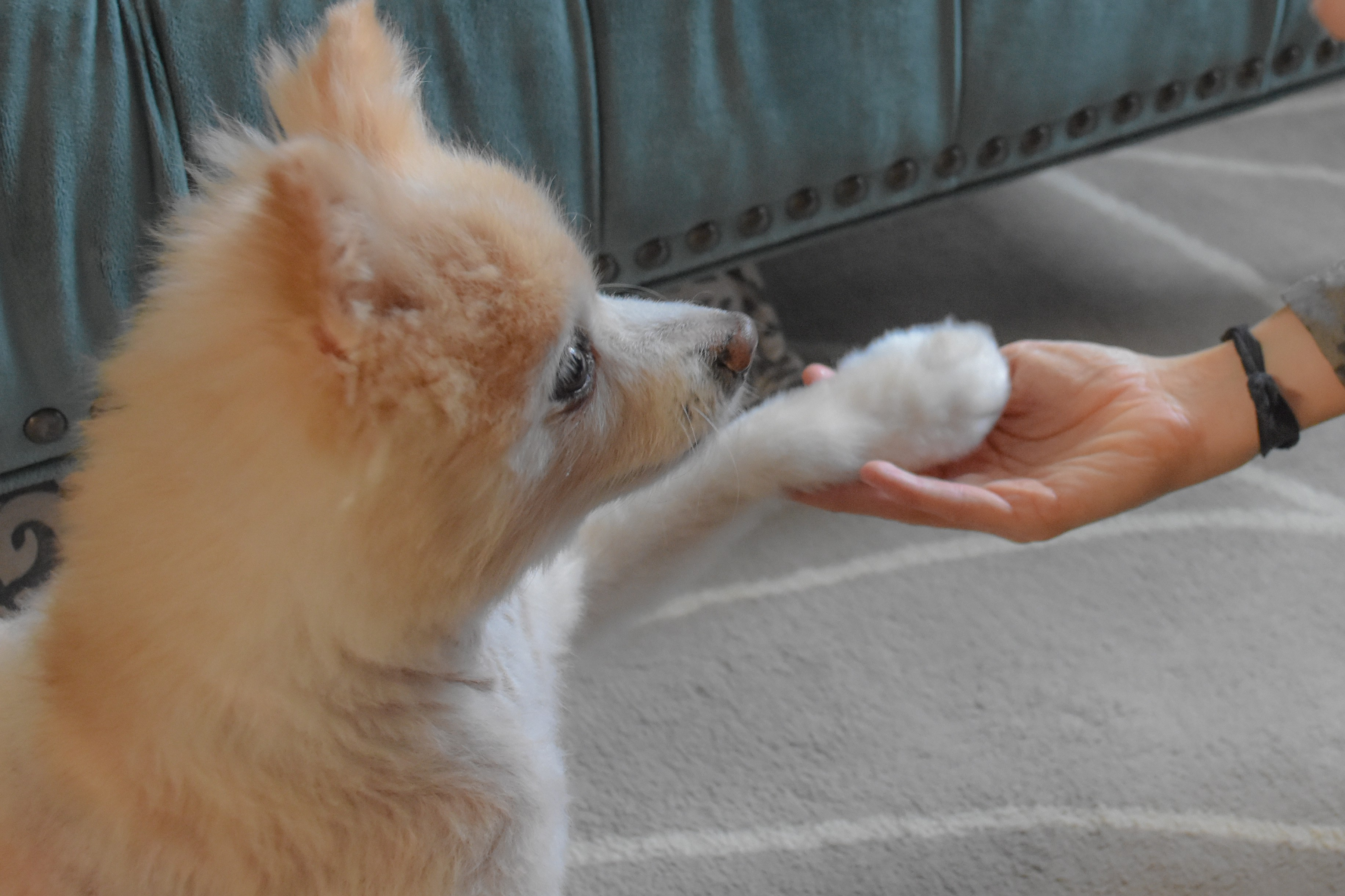 Holistic Veterinarian Nj'