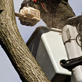 InstaCare Tree Service Logo