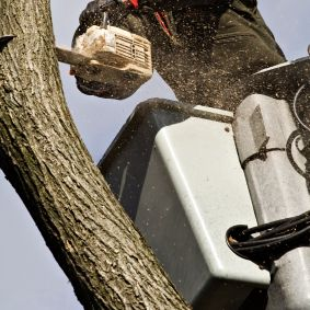 Tree Cutting'