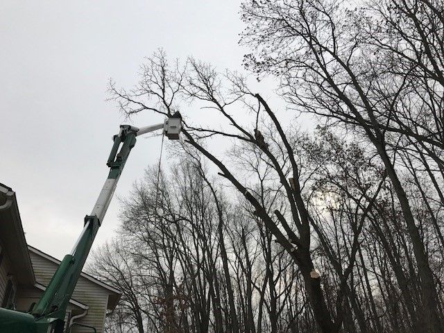 Tree Trimming'