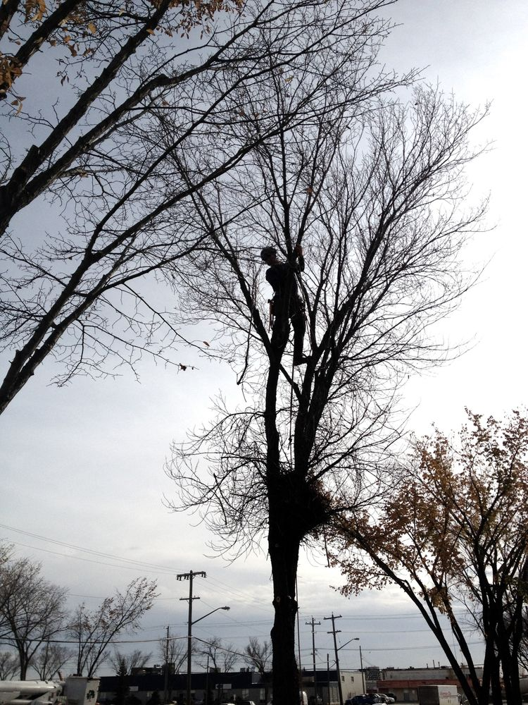 Tree Pruning Edmonton'