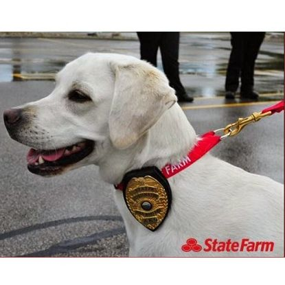 Property Casualty Insurance'