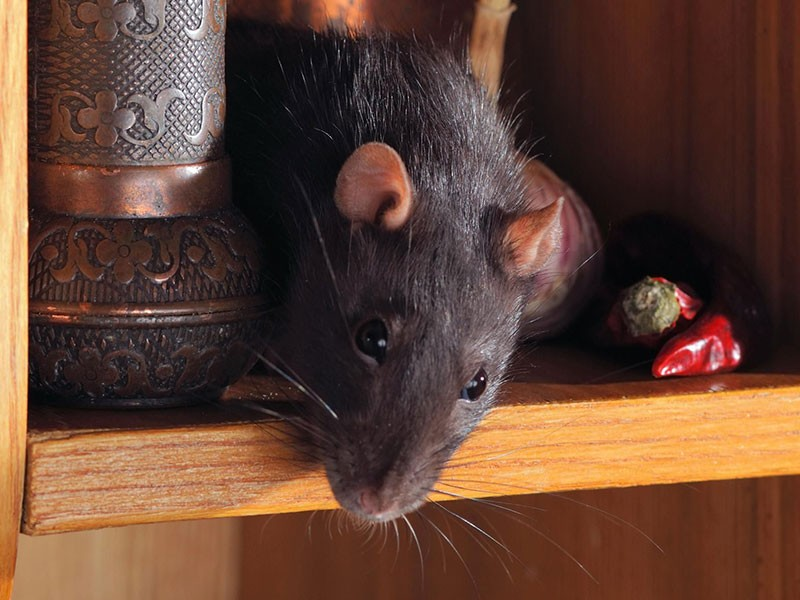 Company Logo For Professional Rodent Proofing | American Att'