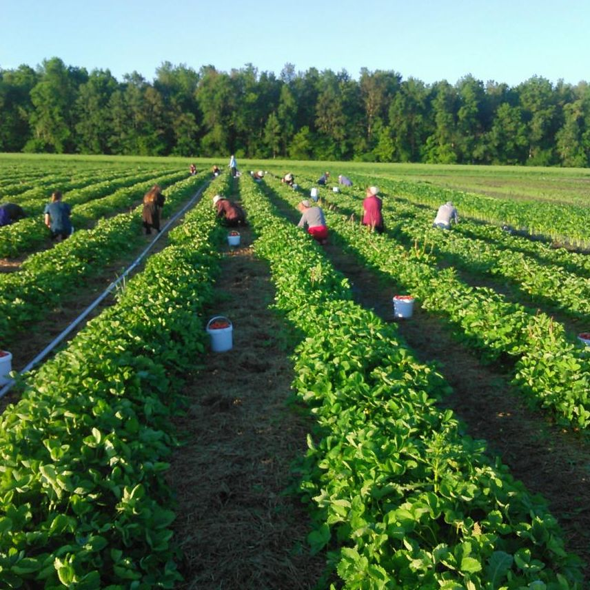Strawberry Plants'
