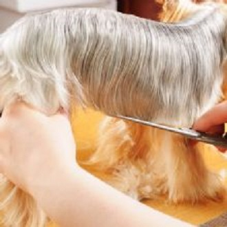 Rover Makeover Grooming