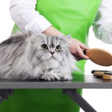 Pet Grooming'
