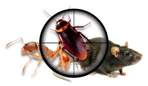 Company Logo For Brisbane Pest Control'