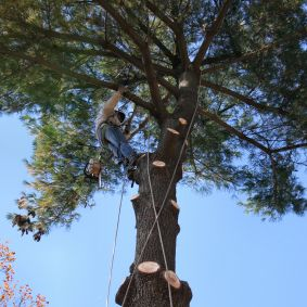 Tree Trimming'