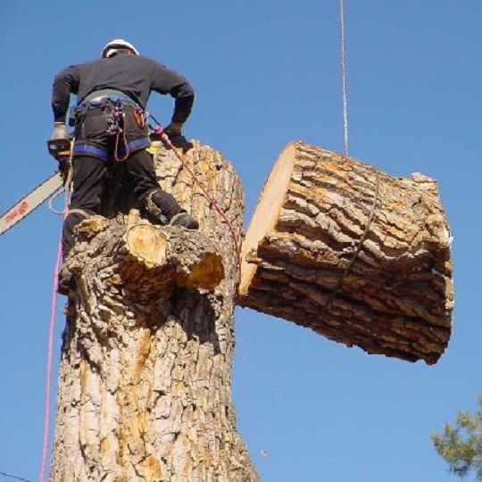 Tree Removal'