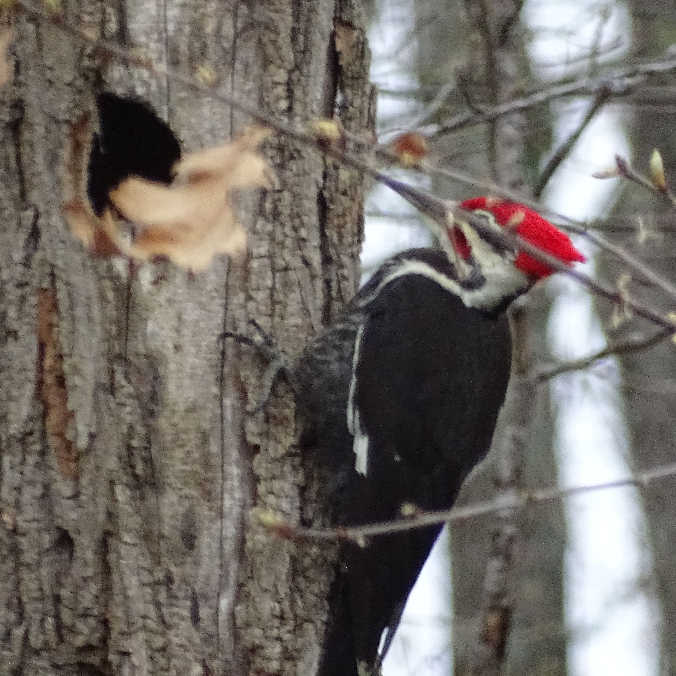 Company Logo For YardBirds'