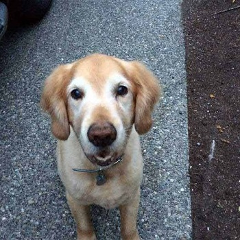 Debbies Pet and House Sitting