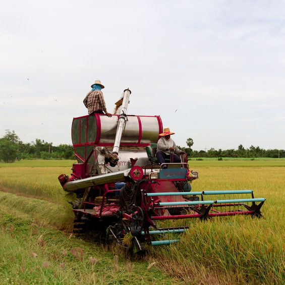 Tree Stump Grinding'