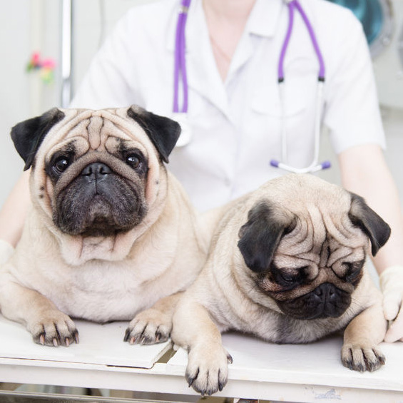 Vet Clinic'