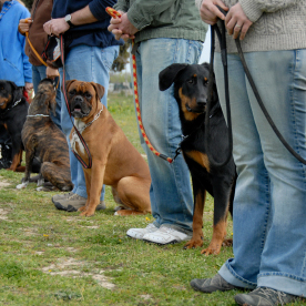 Dog Day Care'