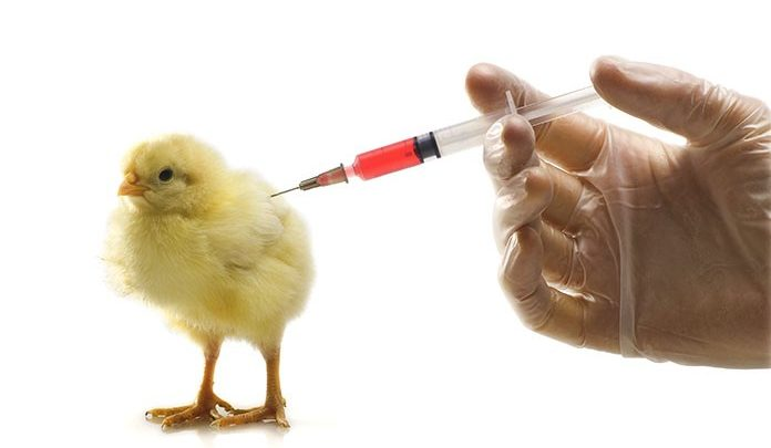 Poultry Vaccine Market