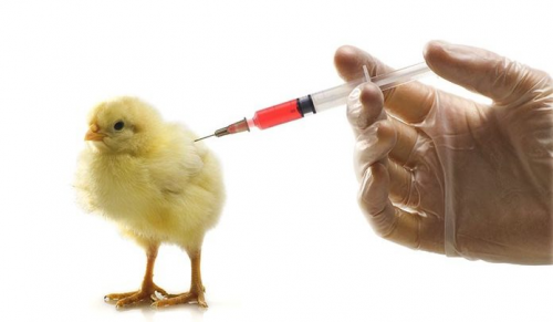 Poultry Vaccine Market'