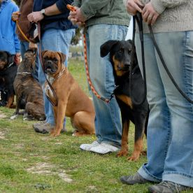 Invisible Dog Fencing'