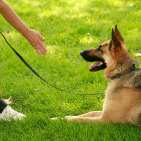 Underground Dog Fencing'