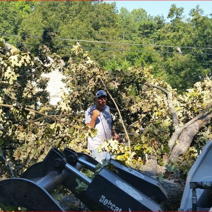 Tree Removal'