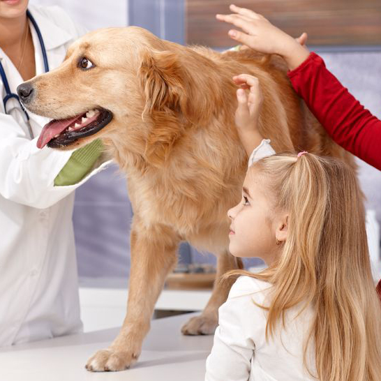 Dog Trainer'