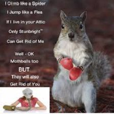 Wildlife Removal'