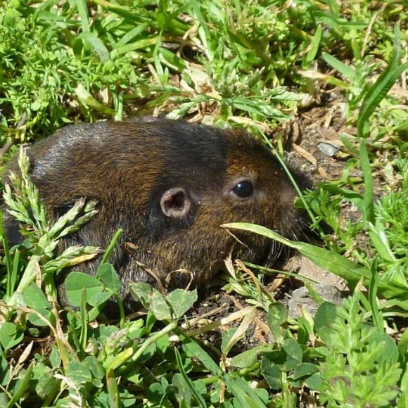 Rat Removal'