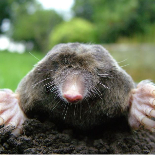 Gopher Removal'