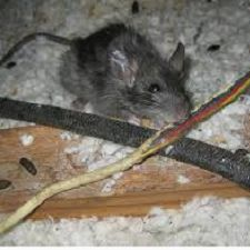 Bat Removal'