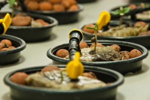 best weed to grow indoors'