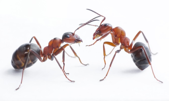 Ants Control Melbourne Logo