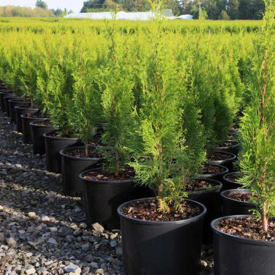 Company Logo For The Rain Forest Florist'