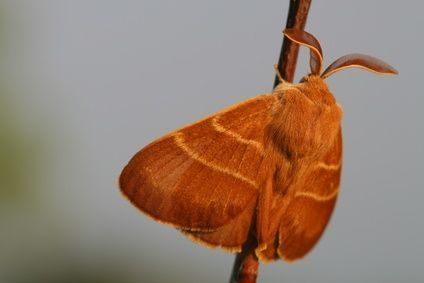Company Logo For Moth Control Perth'
