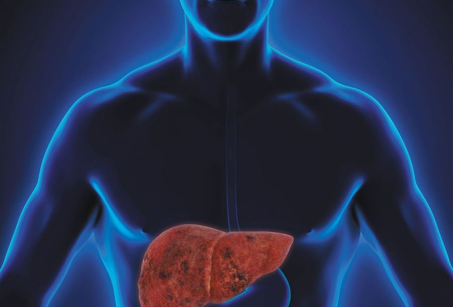 Human Liver Model Market'