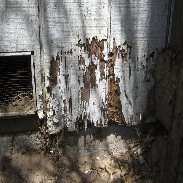 Bed Bug Exterminator'